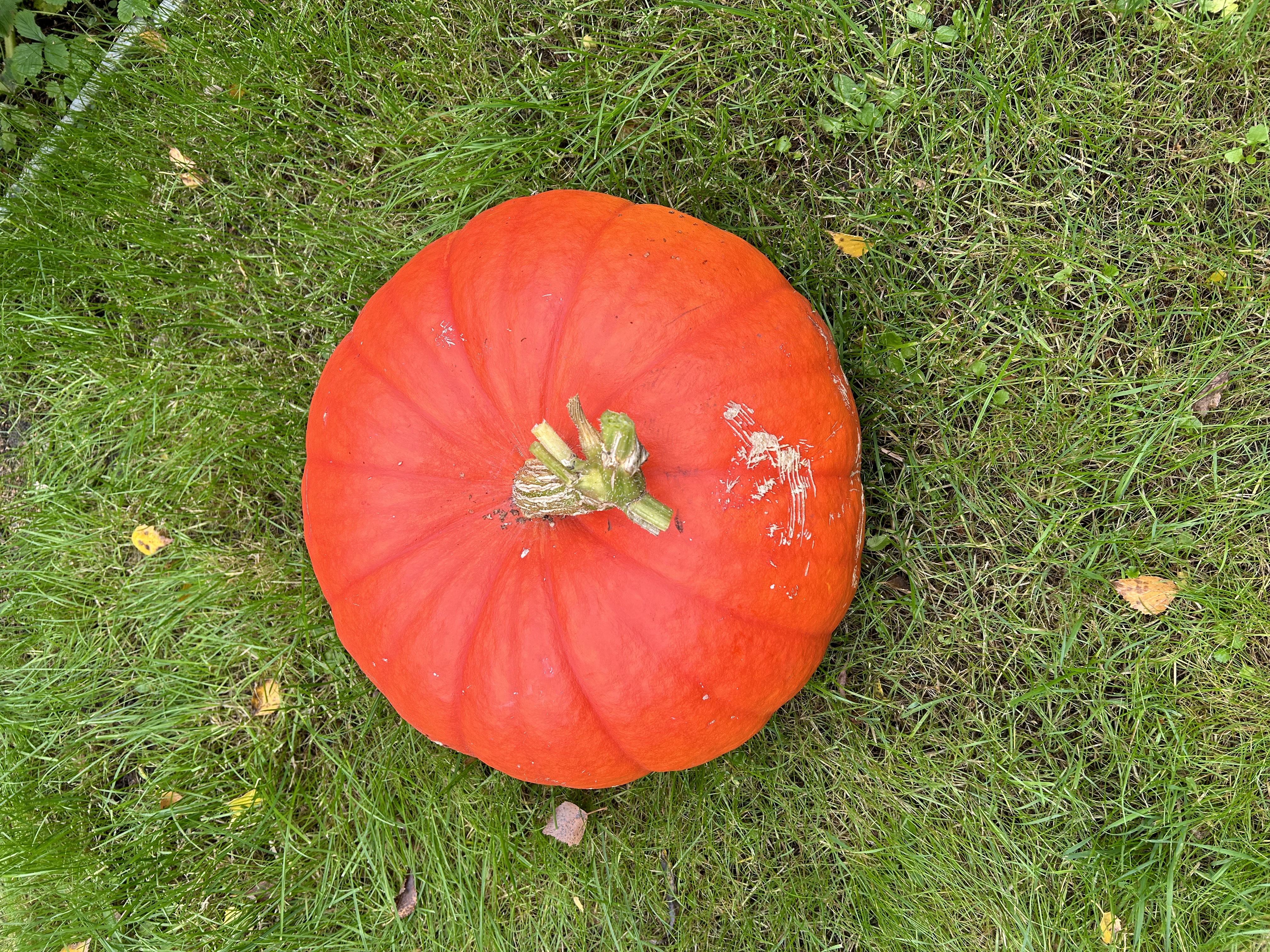 A bright orange pumpkin